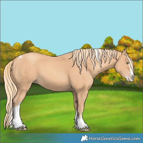 Horse Color:Gold Champagne Splash Tobiano