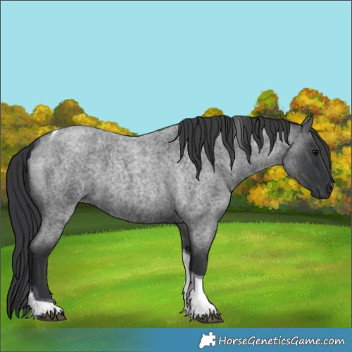Horse Color:Blue Roan Tobiano 