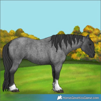 Horse Color:Blue Roan Tobiano 