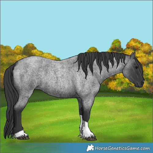 Horse Color:Blue Roan Tobiano