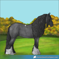 Horse Color:Blue Roan Tobiano