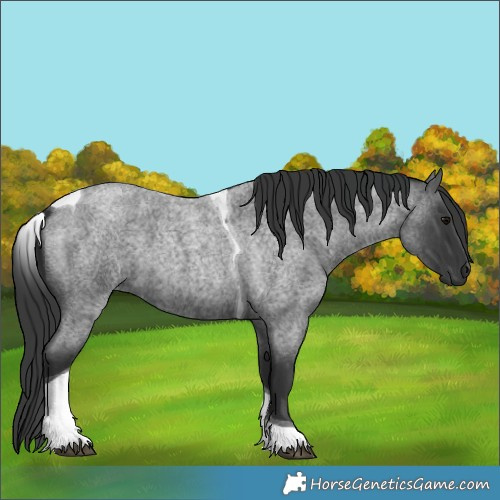 Horse Color:Blue Roan Tobiano 