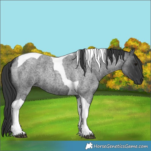 Horse Color:Blue Roan Tobiano 