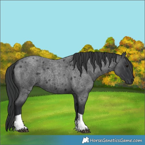 Horse Color:Blue Roan Tobiano 