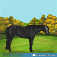 Horse Color:Gray Black 
