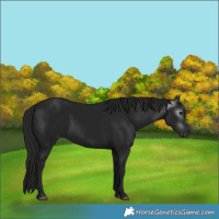 Horse Color:Gray Black 