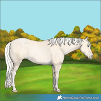 Horse Color:Silver Buckskin Pearl 