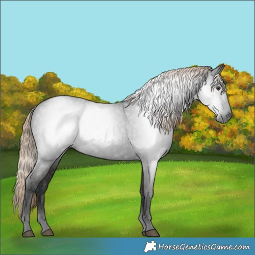Horse Color:Gray White Spotted Liver Chestnut 