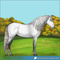 Horse Color:Gray White Spotted Liver Chestnut 