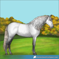 Horse Color:Gray White Spotted Liver Chestnut 