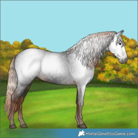 Horse Color:Gray White Spotted Liver Chestnut