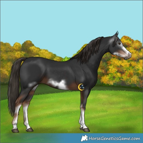 Horse Color:Gray White Spotted Liver Chestnut Frame 