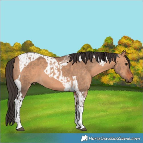 Horse Color:Bay Dun Tobiano  and Bay Dun Tobiano 