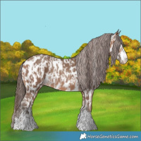 Horse Color:Sable Champagne Appaloosa and Sable Champagne Appaloosa