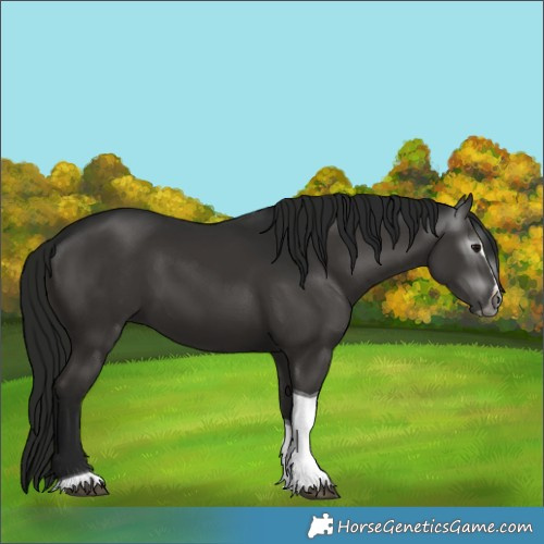 Horse Color:Gray Black Splash Tobiano