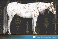 Horse Color:Sable Champagne Appaloosa  and Sable Champagne Tobiano Appaloosa 