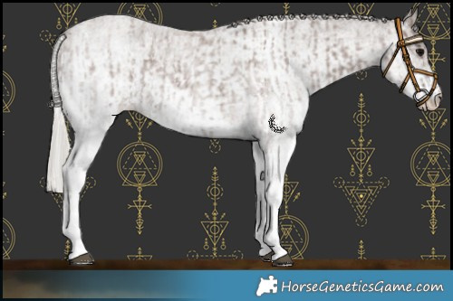 Horse Color:White Spotted Silver Blue Roan Rabicano  and White Spotted Silver Blue Roan Rabicano 