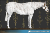 Horse Color:White Spotted Silver Blue Roan Rabicano  and White Spotted Silver Blue Roan Rabicano 