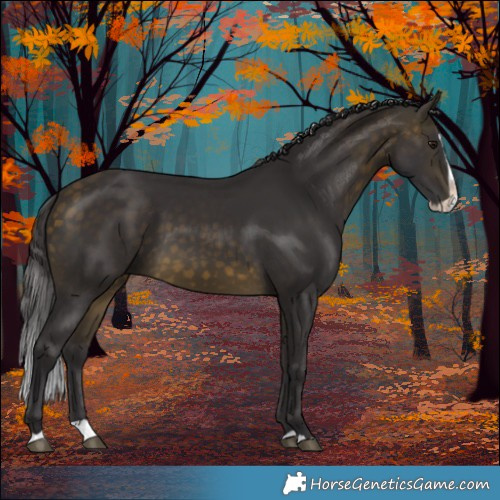 Horse Color:Buckskin Splash Rabicano 