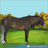 Horse Color:Buckskin Splash Rabicano 