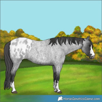 Horse Color:Blue Roan Appaloosa 