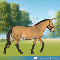 Horse Color:Buckskin 