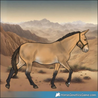 Horse Color:Buckskin 
