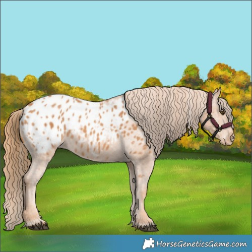 Horse Color:Chestnut Appaloosa 