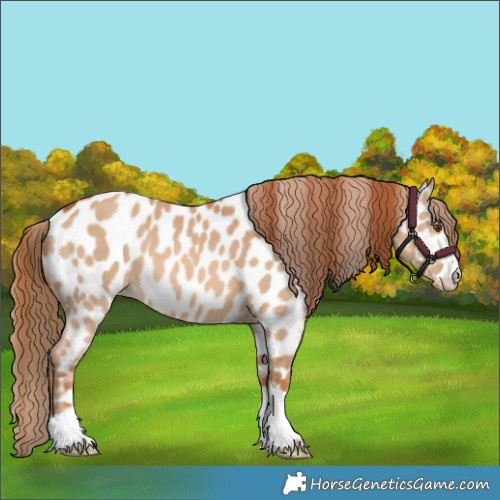 Horse Color:Red Dun Appaloosa 