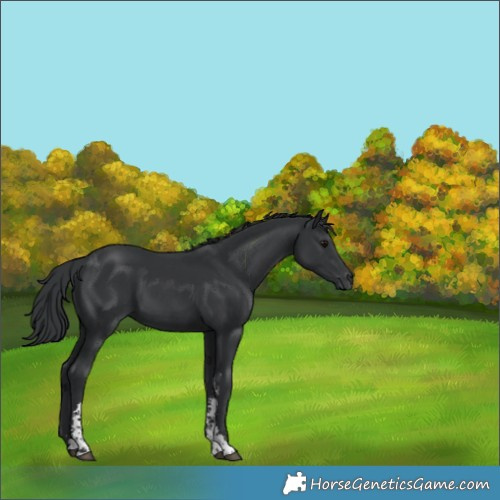 Horse Color:Black Sabino 