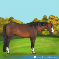 Horse Color:Brown 