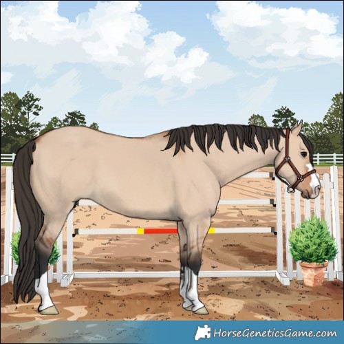 Horse Color:Bay Dun 