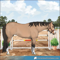Horse Color:Bay Dun 