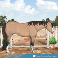 Horse Color:Bay Dun