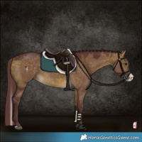Horse Color:Chocolate Buckskin Dun Splash