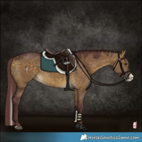 Horse Color:Chocolate Buckskin Dun Splash