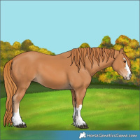 Horse Color:Chestnut 