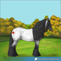 Horse Color:Blue Roan Appaloosa 