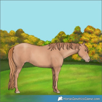 Horse Color:Gold Champagne 