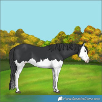 Horse Color:Black Splash 