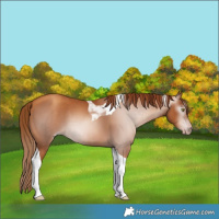 Horse Color:Gray Gold Champagne Tobiano 