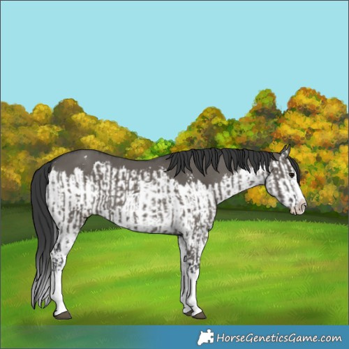 Horse Color:Grullo Sabino Splash  and Grullo Sabino Splash 