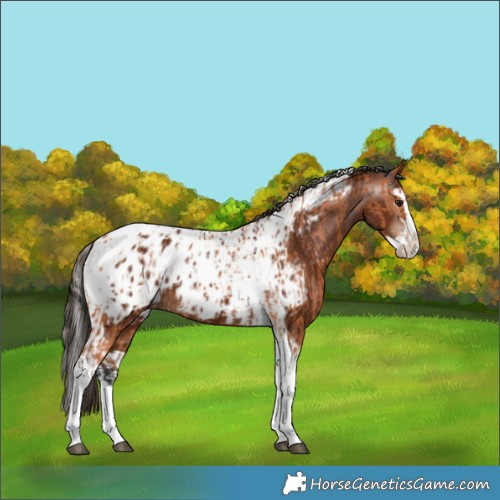 Horse Color:Bay Splash Tobiano Appaloosa and Gray Bay Splash Tobiano Appaloosa