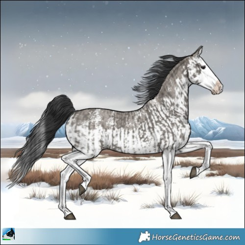 Horse Color:Grullo Sabino Splash  and Grullo Sabino Splash 
