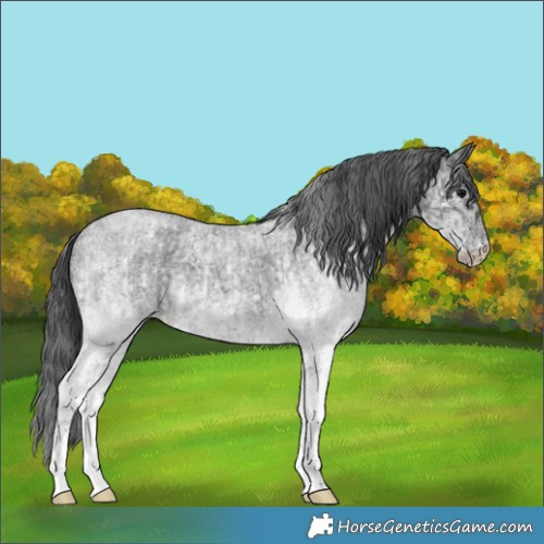 Horse Color:White Spotted Blue Roan Rabicano  and White Spotted Blue Roan Rabicano 