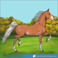 Horse Color:Silver Bay 