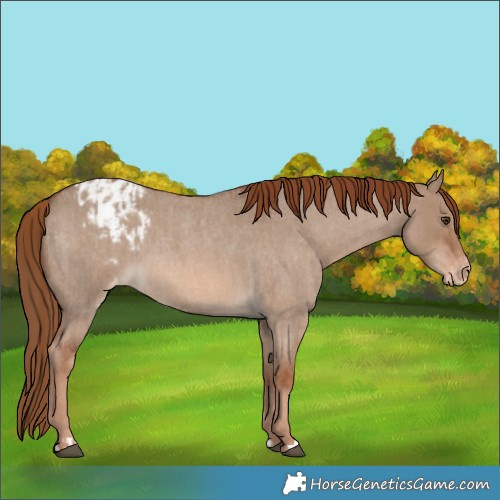 Horse Color:Red Dun Roan Appaloosa  and Red Dun Roan Appaloosa 