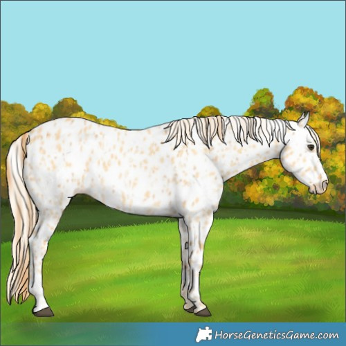 Horse Color:Red Dun Appaloosa  and Palomino Dun Appaloosa 