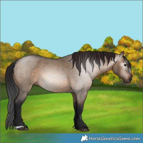 Horse Color:Gray Bay Roan Dun