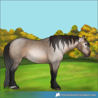 Horse Color:Gray Bay Roan Dun 